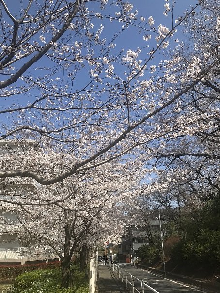 小竹向原の桜